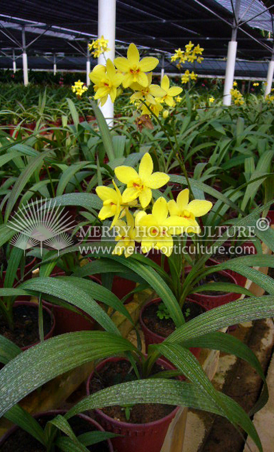 Spathoglottis yellow